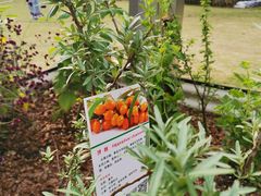 -杭州植物园