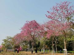 -天适樱花悠乐园