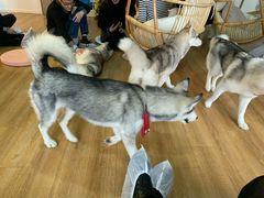 -Husky Go! 哈士奇体验馆·宠物咖啡厅狗咖