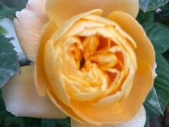 -艾溪湖湿地公园