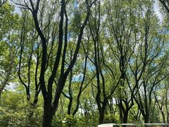 -昆山城市生态森林公园