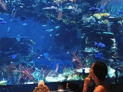 -迪拜帆船酒店海底餐厅