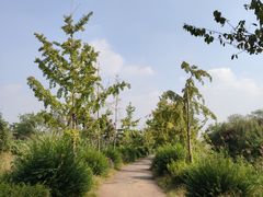 -白鹭湾湿地公园