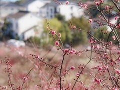 -香雪海
