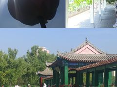 -莲花池公园