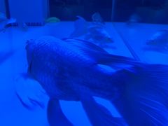 -黄鱼炙夜(华家池店)