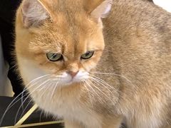 -猫小院猫主题餐厅(南锣旗舰店)