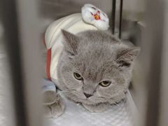 -瑞派福兴宠物医院犬猫全科·骨科·中西医结合(河东店)