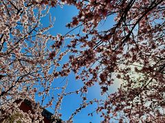 -桃花堤公园