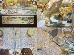 -帕帕拉兹宠物(亚洲旗舰店)