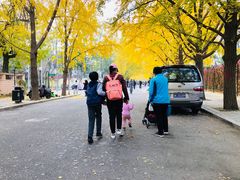 -三里屯东五街银杏大道