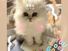 -欣宠猫屋·矮脚拿破仑·蓝金金渐层