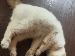 -猫岛主趣味餐厅(鼓浪屿店)