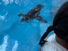 -帝企鹅自助餐厅•儿童岛•真企鹅(长隆企鹅酒店)