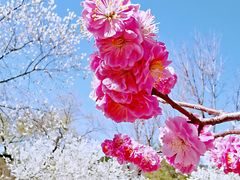 -国家植物园