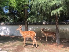 -观唐（国际）度假村温泉