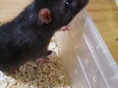 -藦茜花园宠物主题亲子互动体验馆(国顺东路店)