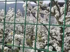 -树山生态村