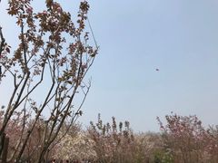 -顾村公园