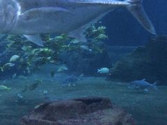 -锦艺城海洋馆