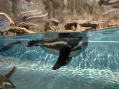 -帝企鹅自助餐厅•儿童岛•真企鹅(长隆企鹅酒店)