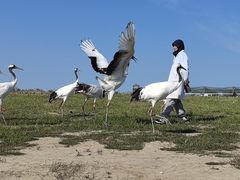 -盐城丹顶鹤湿地生态旅游区