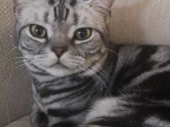 -猫和宫(六道口店)