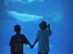 -秦皇岛乐岛海洋王国