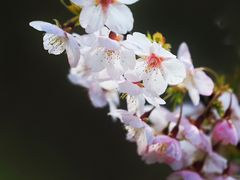 -顾村公园