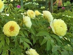 -洛阳市隋唐城遗址植物园