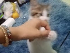 -欣宠猫屋·矮脚拿破仑·蓝金金渐层