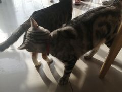 -平行世界·猫咖(首经贸店)