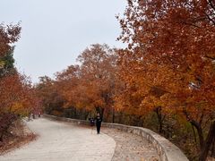 -北京西山国家森林公园