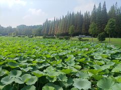 -宜兴龙背山森林公园