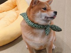 -逗柴咖啡屋·狗咖猫咖宠物桌游