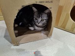 -藏猫猫咖啡主题馆(中央大道店)