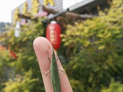 -梨木台悦来客农家院