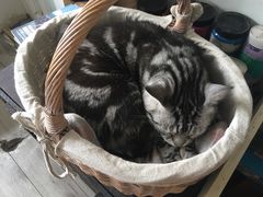 -海边的猫和咖啡馆