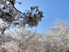 -顾村公园