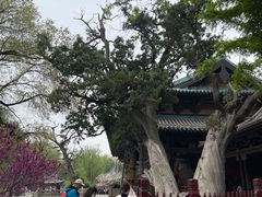 -晋祠公园