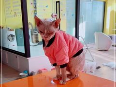 -Bastet sally猫舍购宠(静安店)