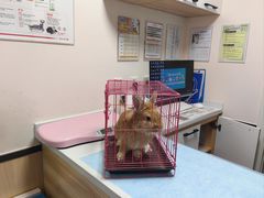 -瑞派·关忠动物医院猫科外科·异宠·24小时转诊中心(祥云店)