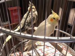 -香园茶社·金陵小灶(老门东店)