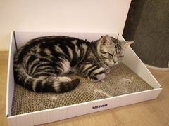 -猫腻·猫咖·撸猫馆(星光大道店)