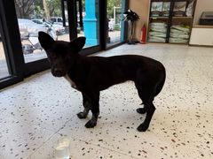 -瑞派康怡24h宠物医院·犬猫医疗中心·微创绝育(瑞景分院)