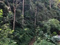 -西双版纳原始森林公园