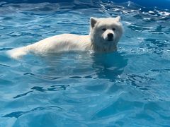 -帕帕拉兹宠物(亚洲旗舰店)