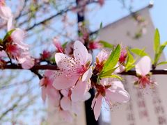 -石塘人家