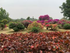 -中国科学院西双版纳热带植物园