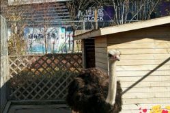 -萌宠亲子动物乐园(槐房万达店)